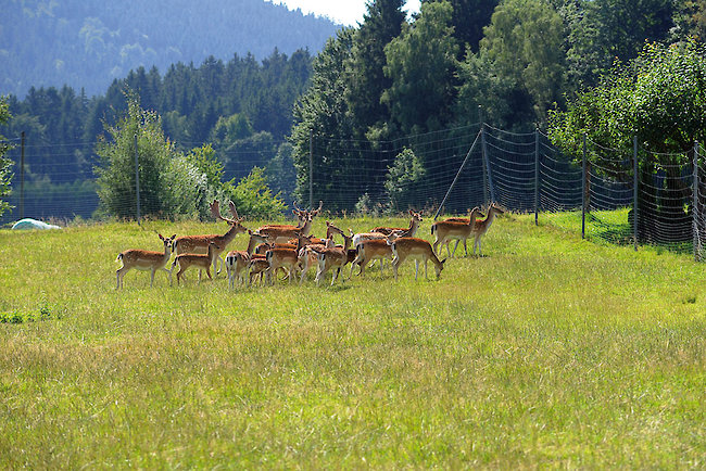 Wildgehege im Hotel Hirschenstein